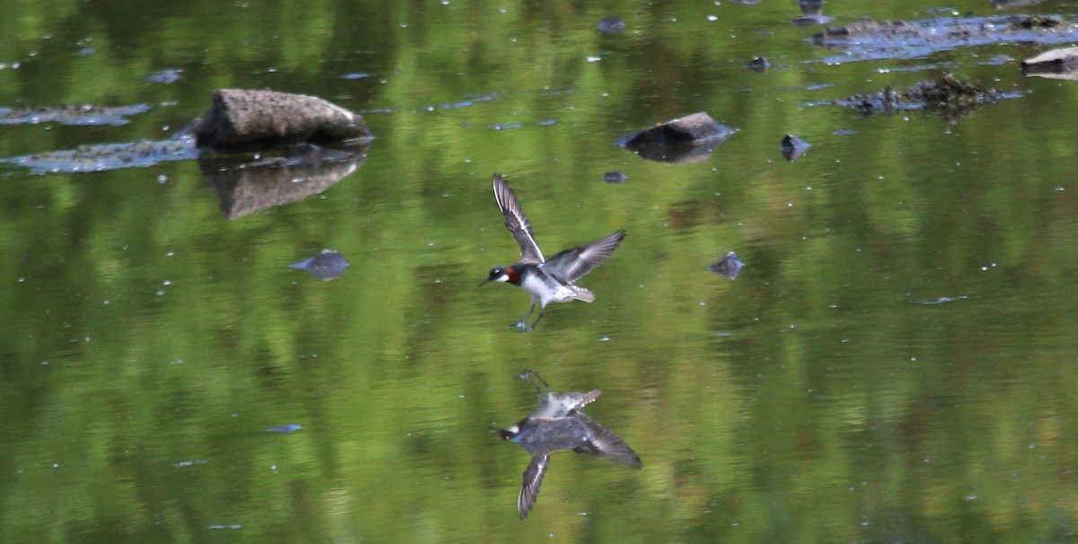 Red-necked Phalarope - Nels Nelson