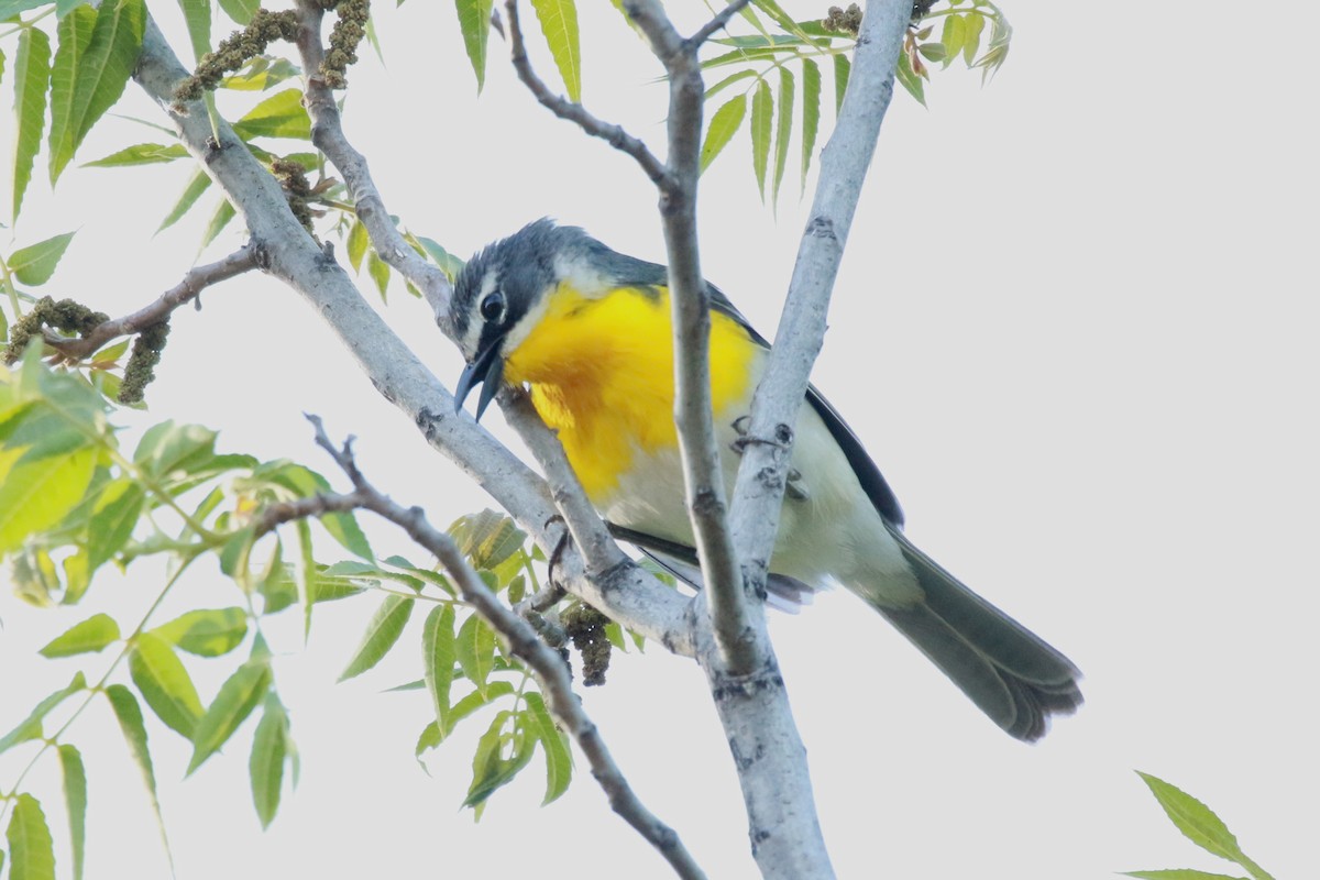 Yellow-breasted Chat - Jesse Pline