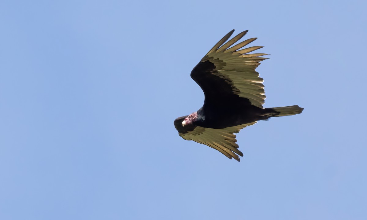 Turkey Vulture - Paul Fenwick