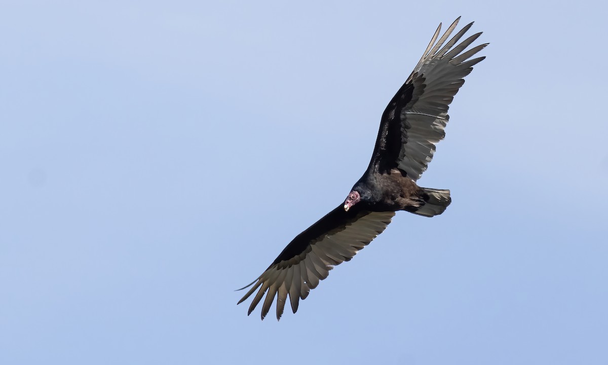 Turkey Vulture - Paul Fenwick