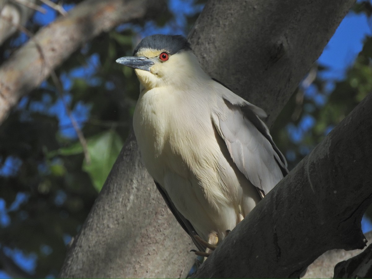 Black-crowned Night Heron - ML619515811