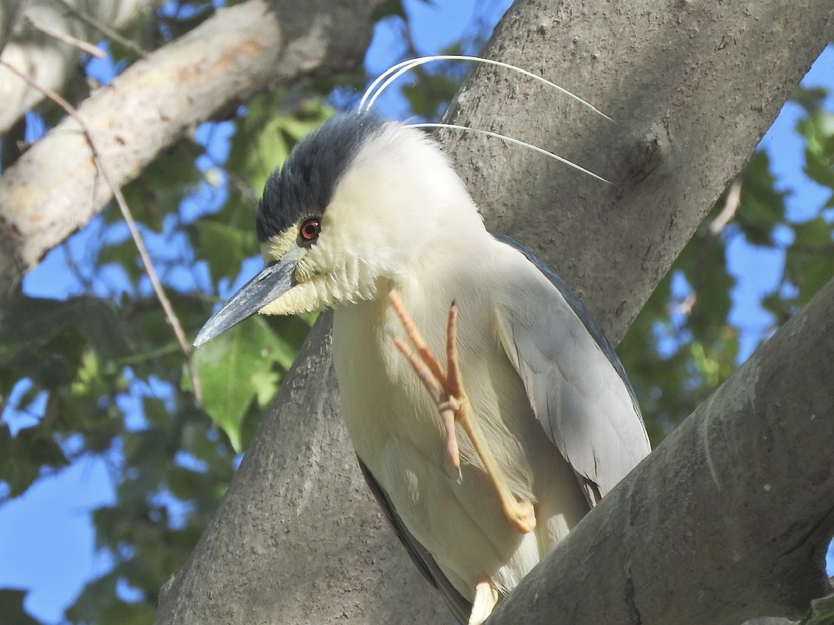 Black-crowned Night Heron - ML619515812