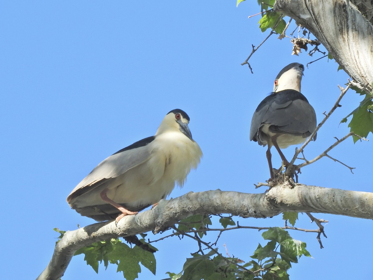 Black-crowned Night Heron - Brooke Zhou