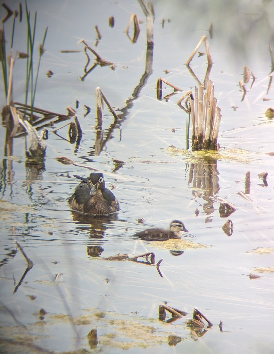 Wood Duck - Andrew McFadden