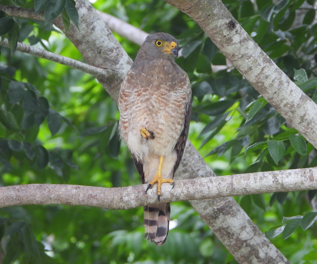 Roadside Hawk - ML619515818