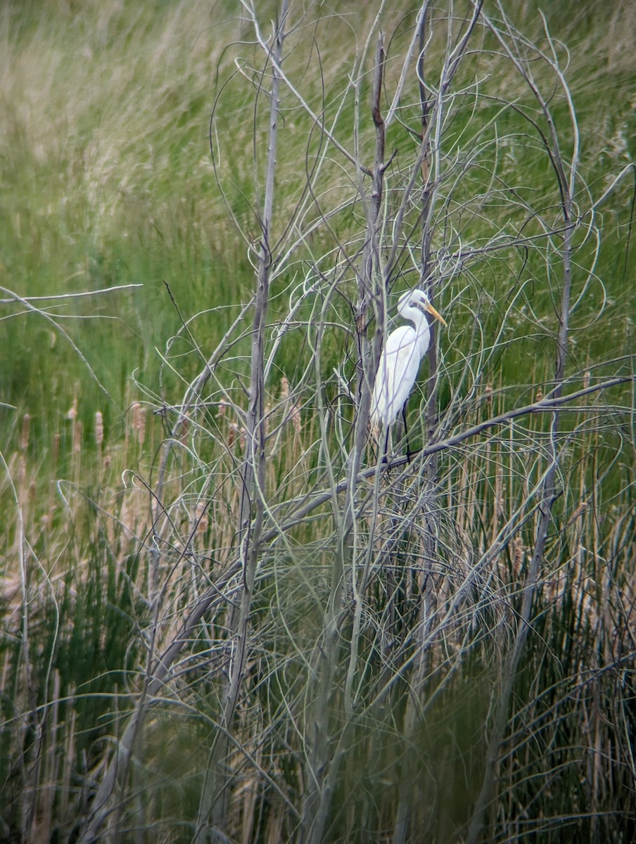 Great Egret - Andrew McFadden