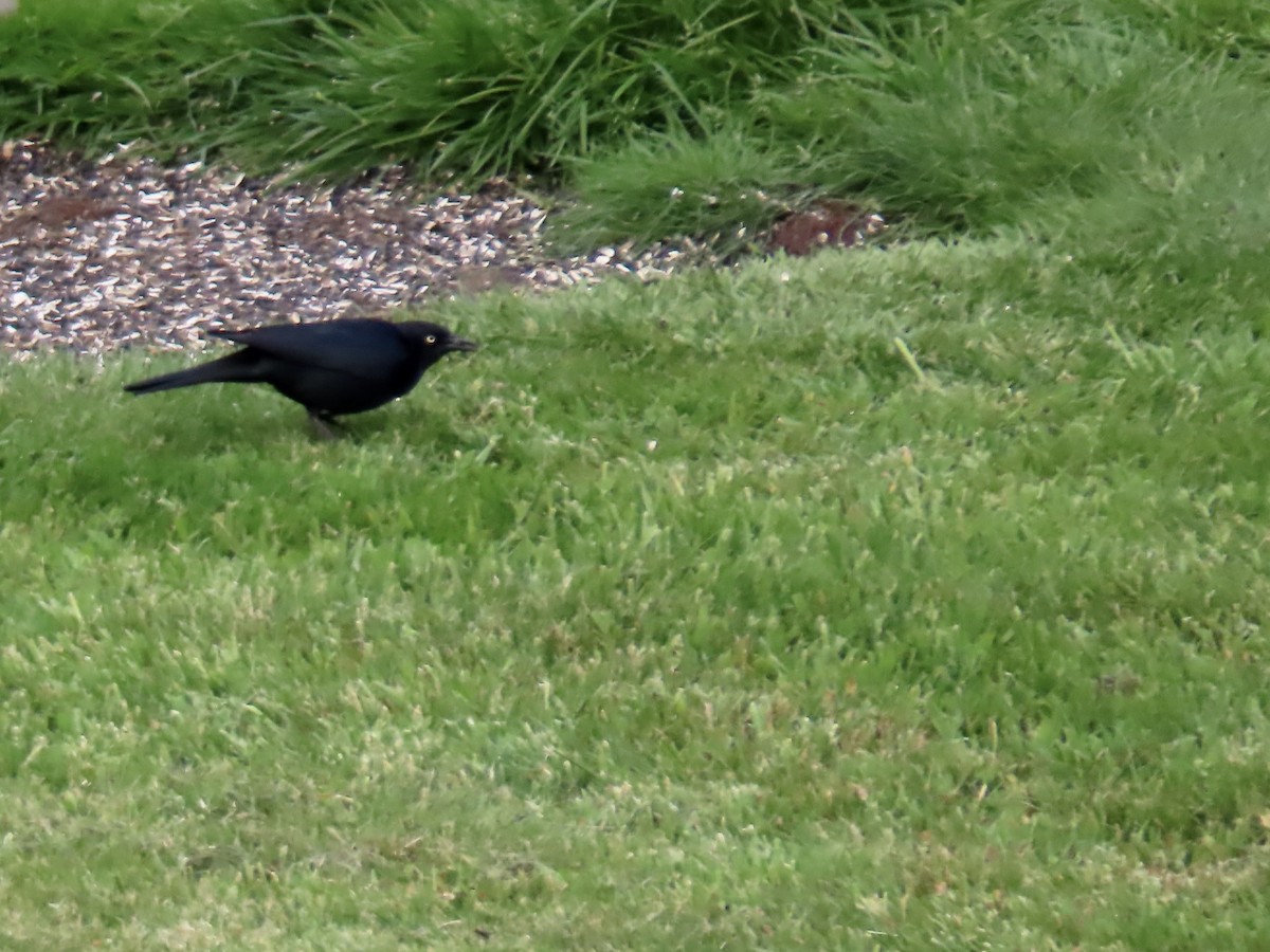 Brewer's Blackbird - George Gerdts