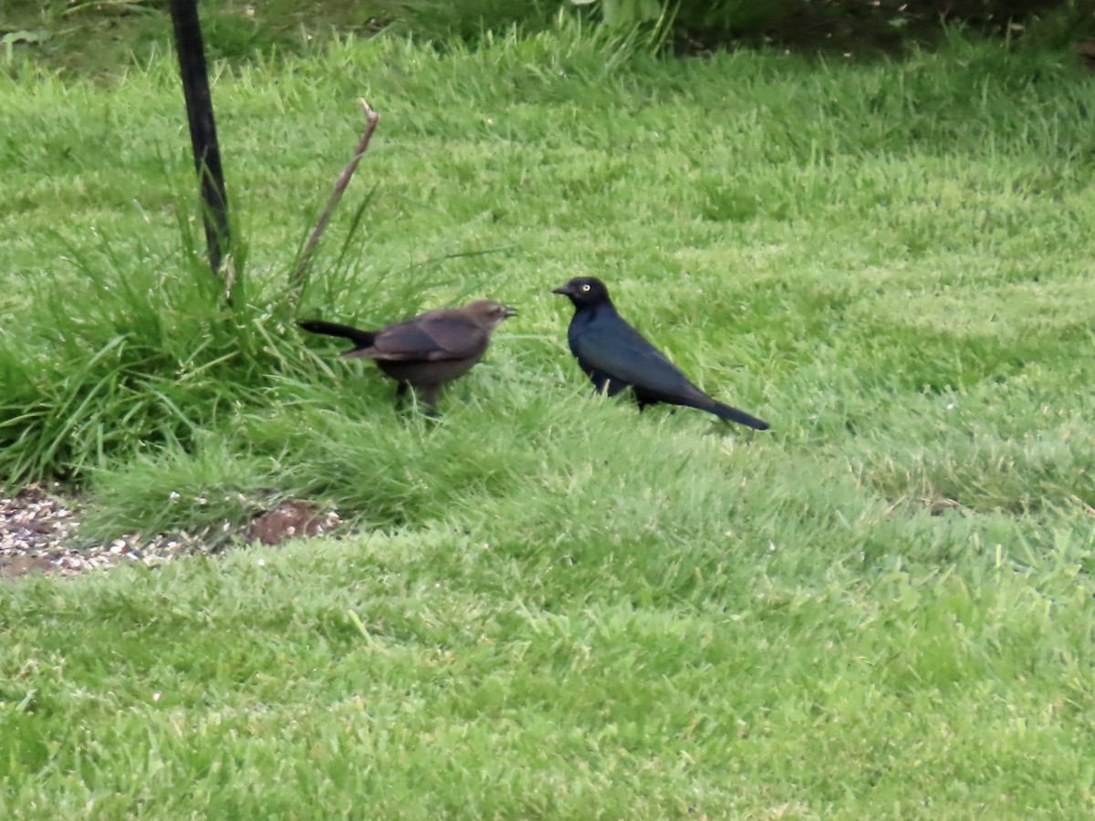 Brewer's Blackbird - George Gerdts