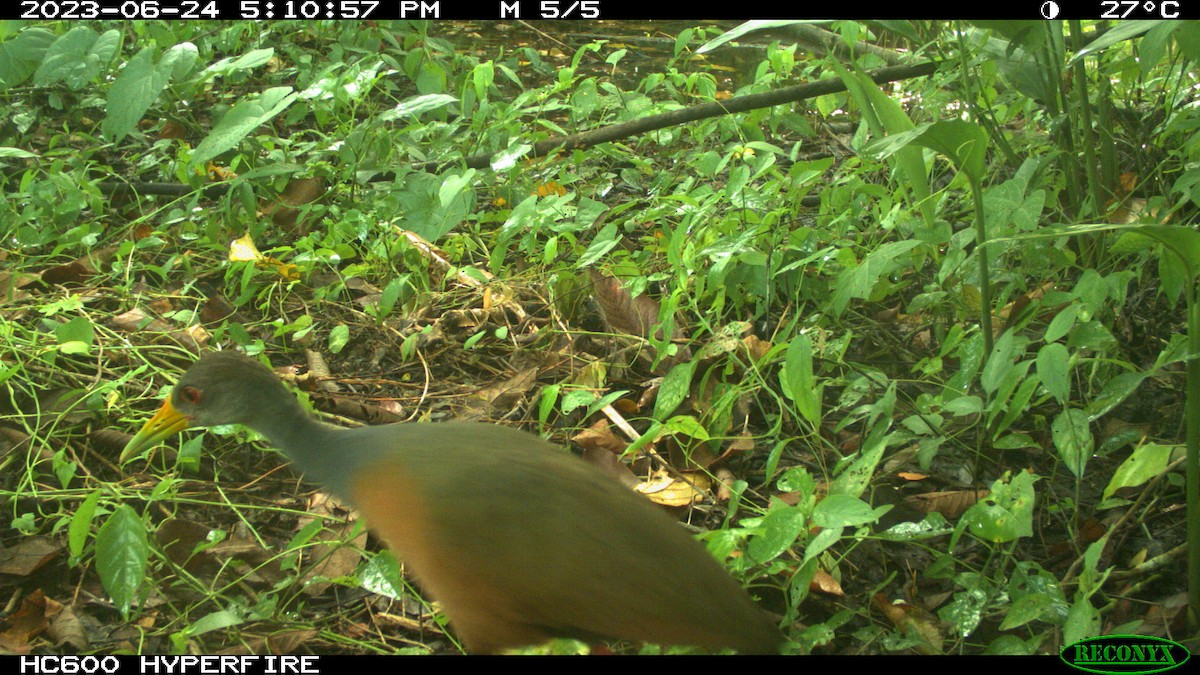 Gray-cowled Wood-Rail - John Calderón Mateus