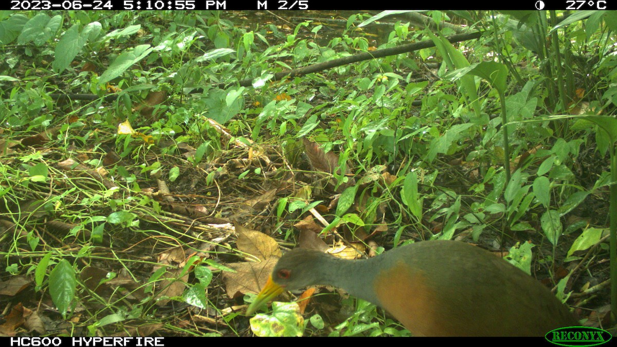 Gray-cowled Wood-Rail - John Calderón Mateus