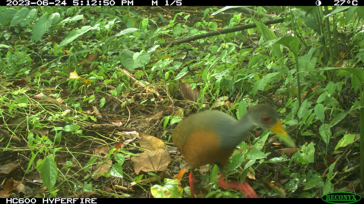 Gray-cowled Wood-Rail - ML619515830