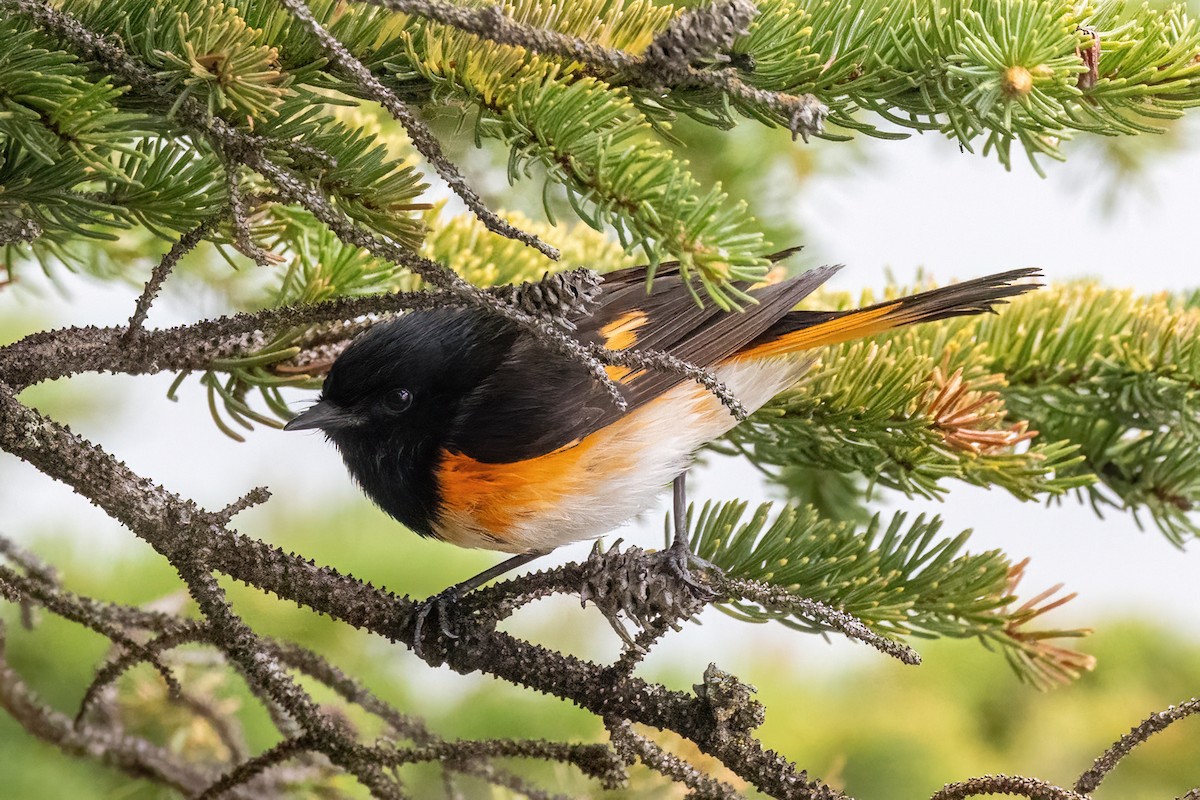 American Redstart - Alan Knowles