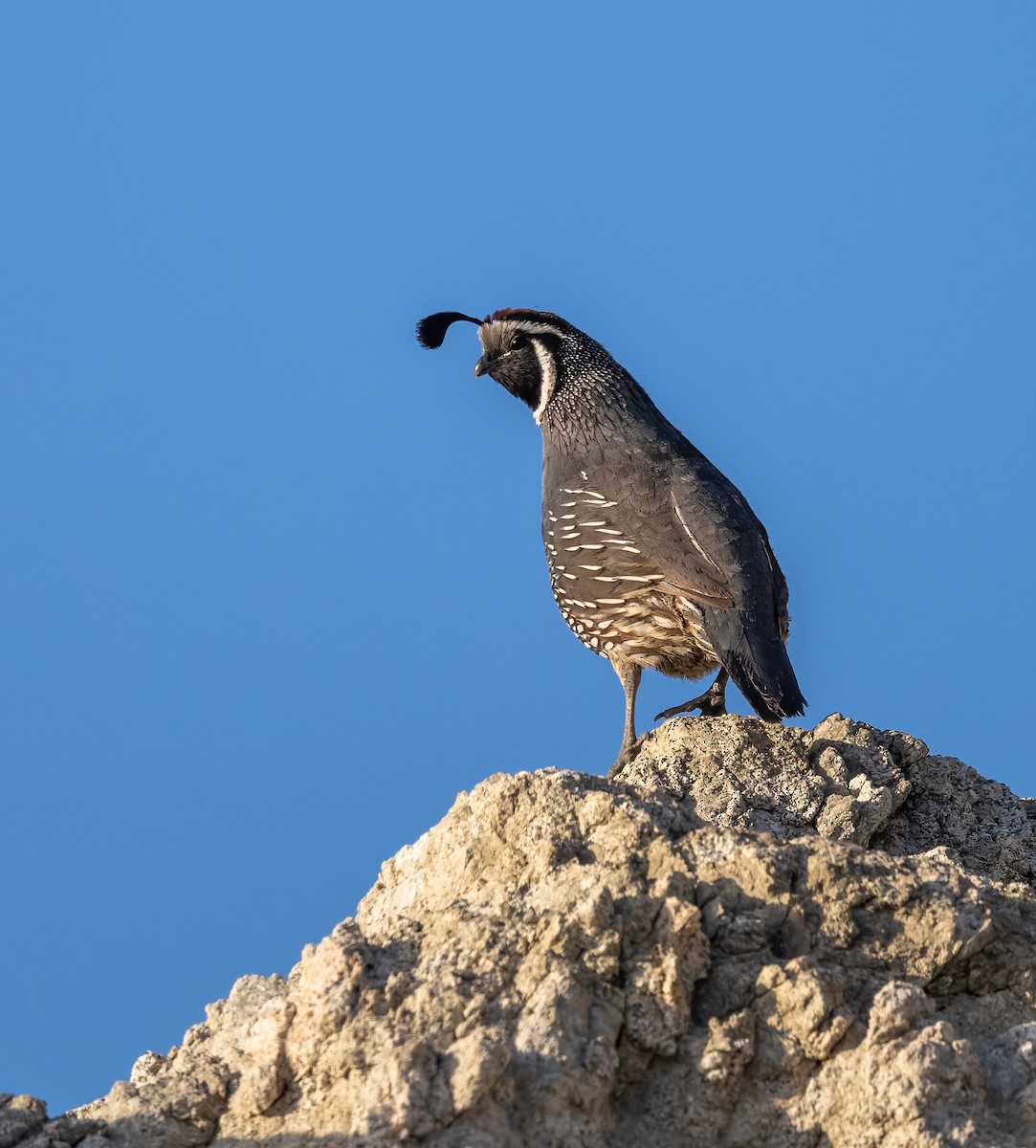 California Quail - Mel Senac