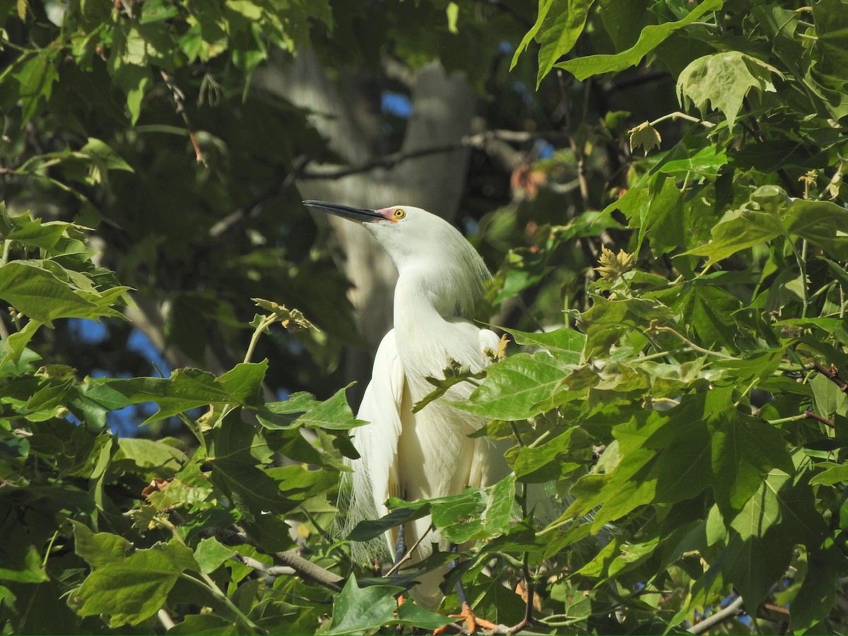 Snowy Egret - Brooke Zhou