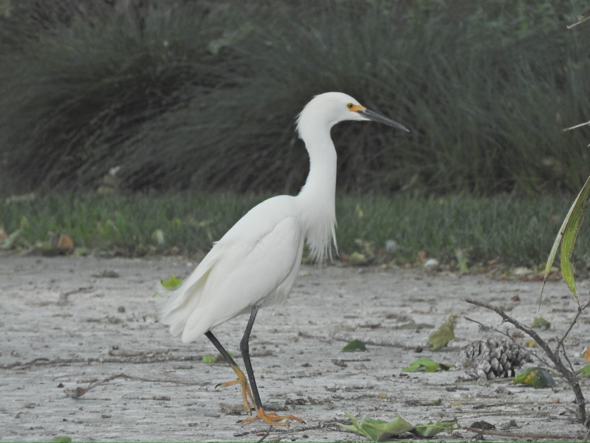 Snowy Egret - Brooke Zhou