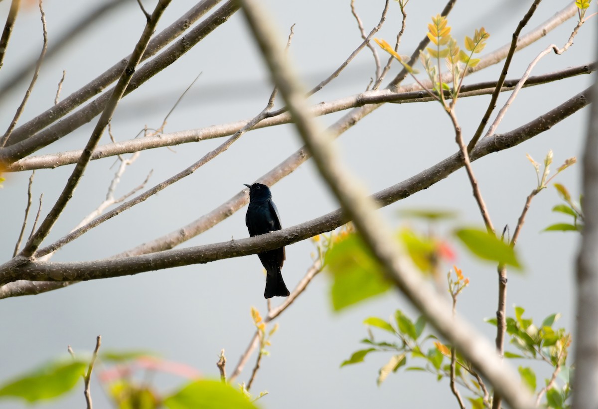 Square-tailed Drongo-Cuckoo - Nara Jayaraman