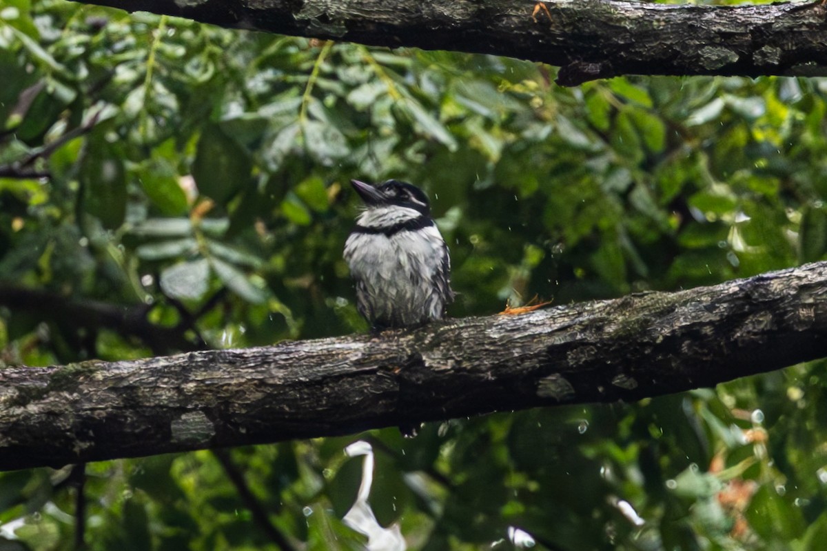 Pied Puffbird - ML619515850