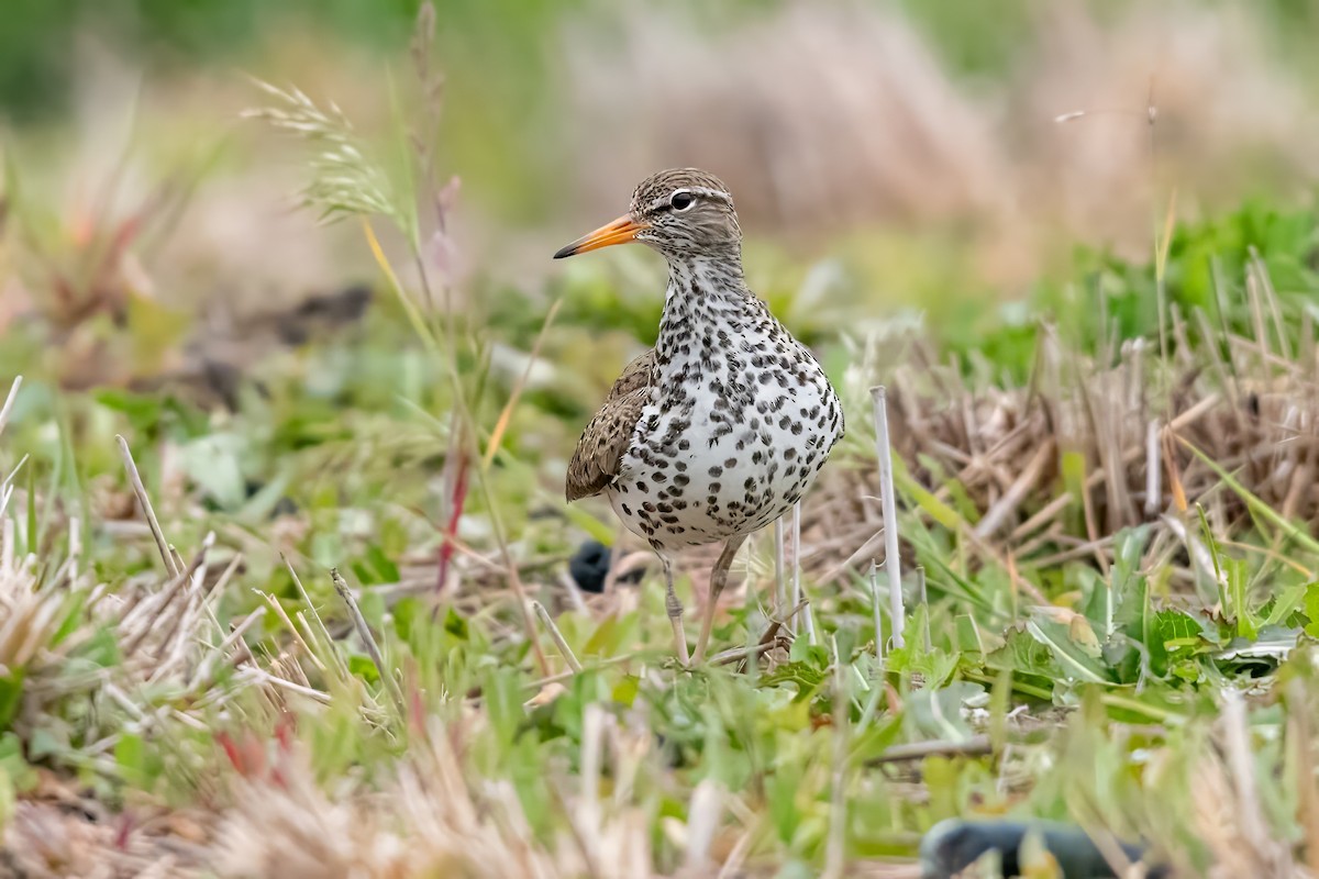 Spotted Sandpiper - Dominic More O’Ferrall