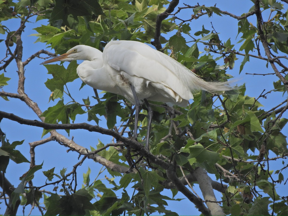 Great Egret - ML619515856