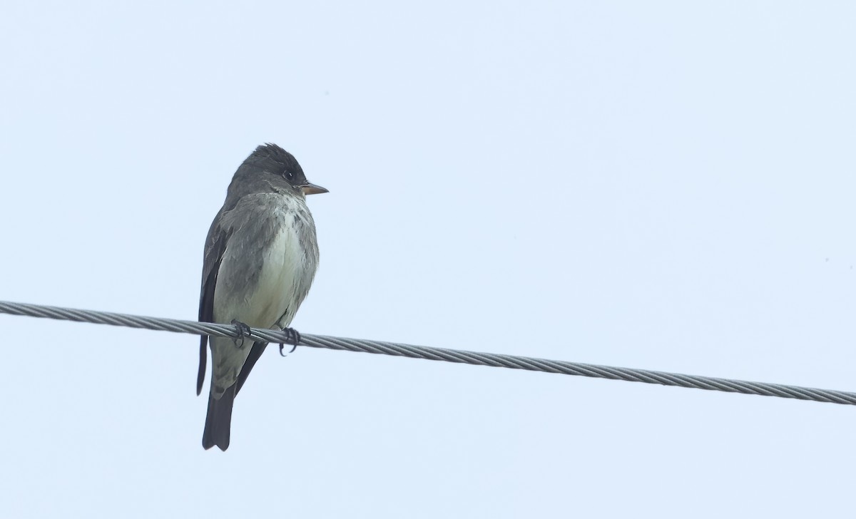 Olive-sided Flycatcher - David Harrington