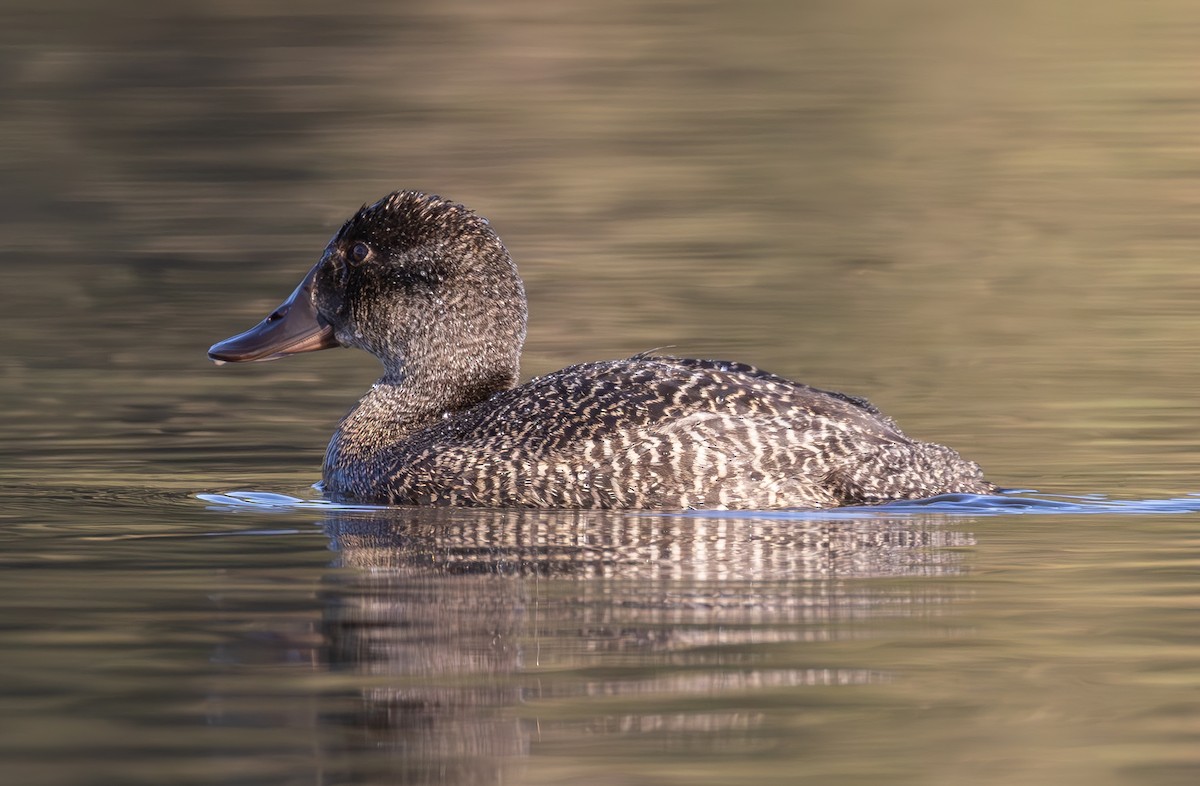 Blue-billed Duck - shorty w