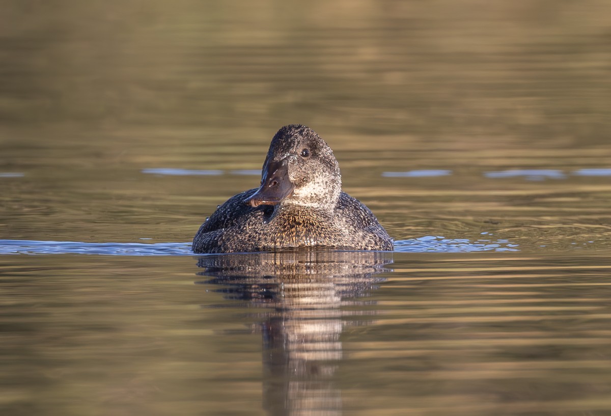 Blue-billed Duck - ML619515874