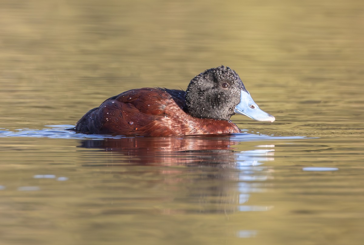 Blue-billed Duck - ML619515875