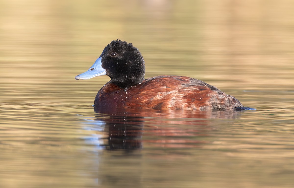 Blue-billed Duck - shorty w