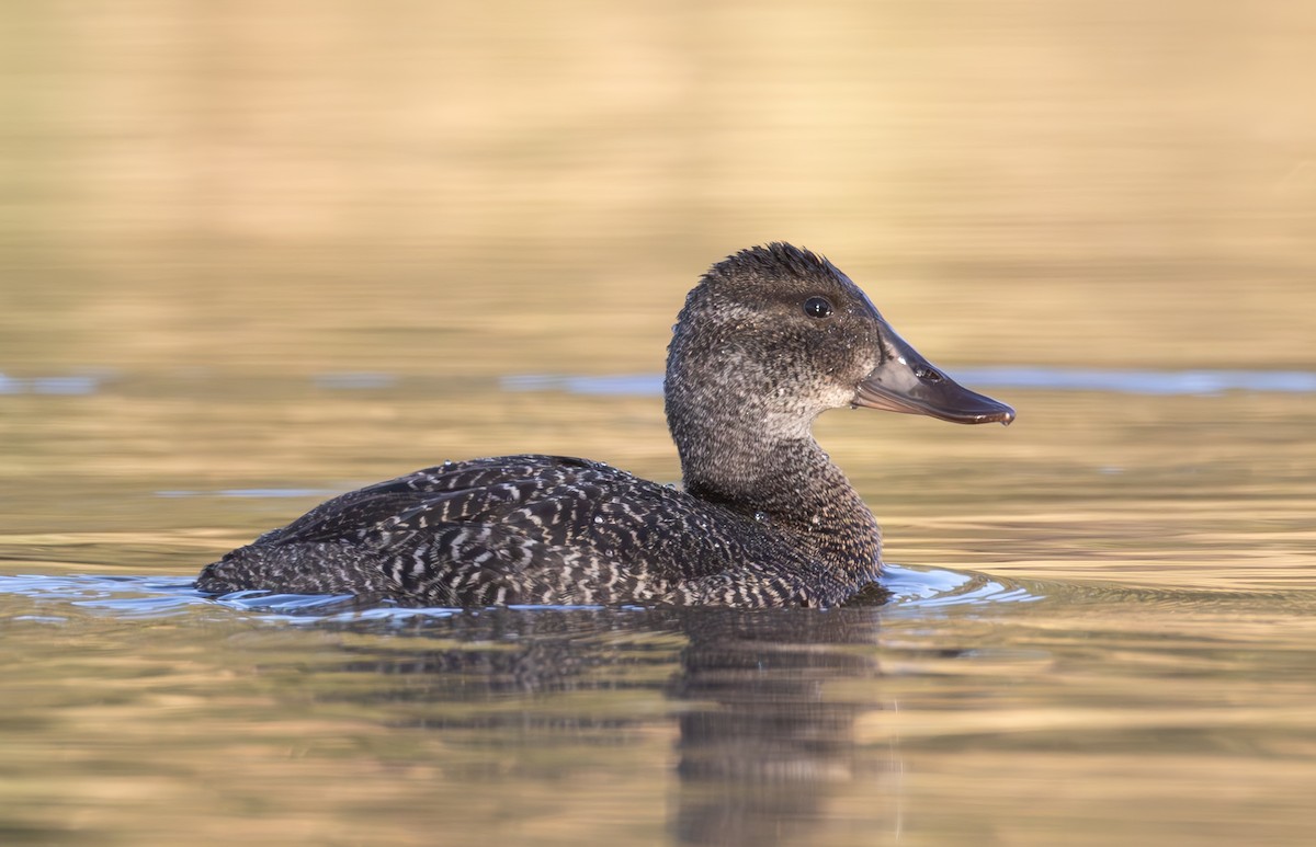 Blue-billed Duck - shorty w