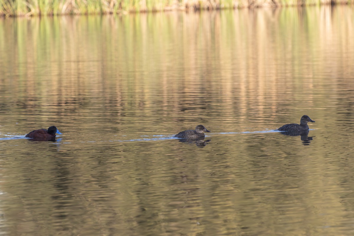 Blue-billed Duck - shorty w