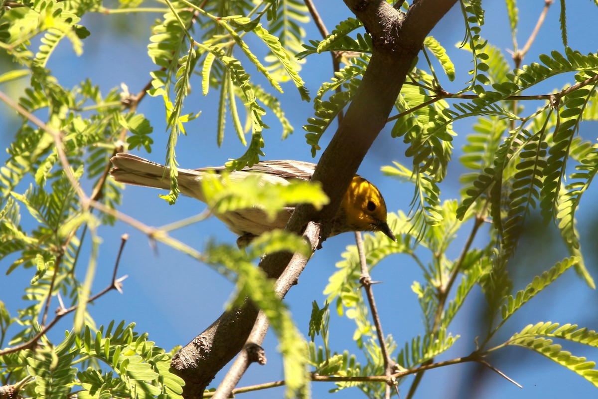 Hermit Warbler - Jesse Pline