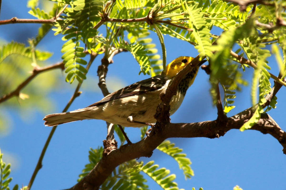 Hermit Warbler - Jesse Pline