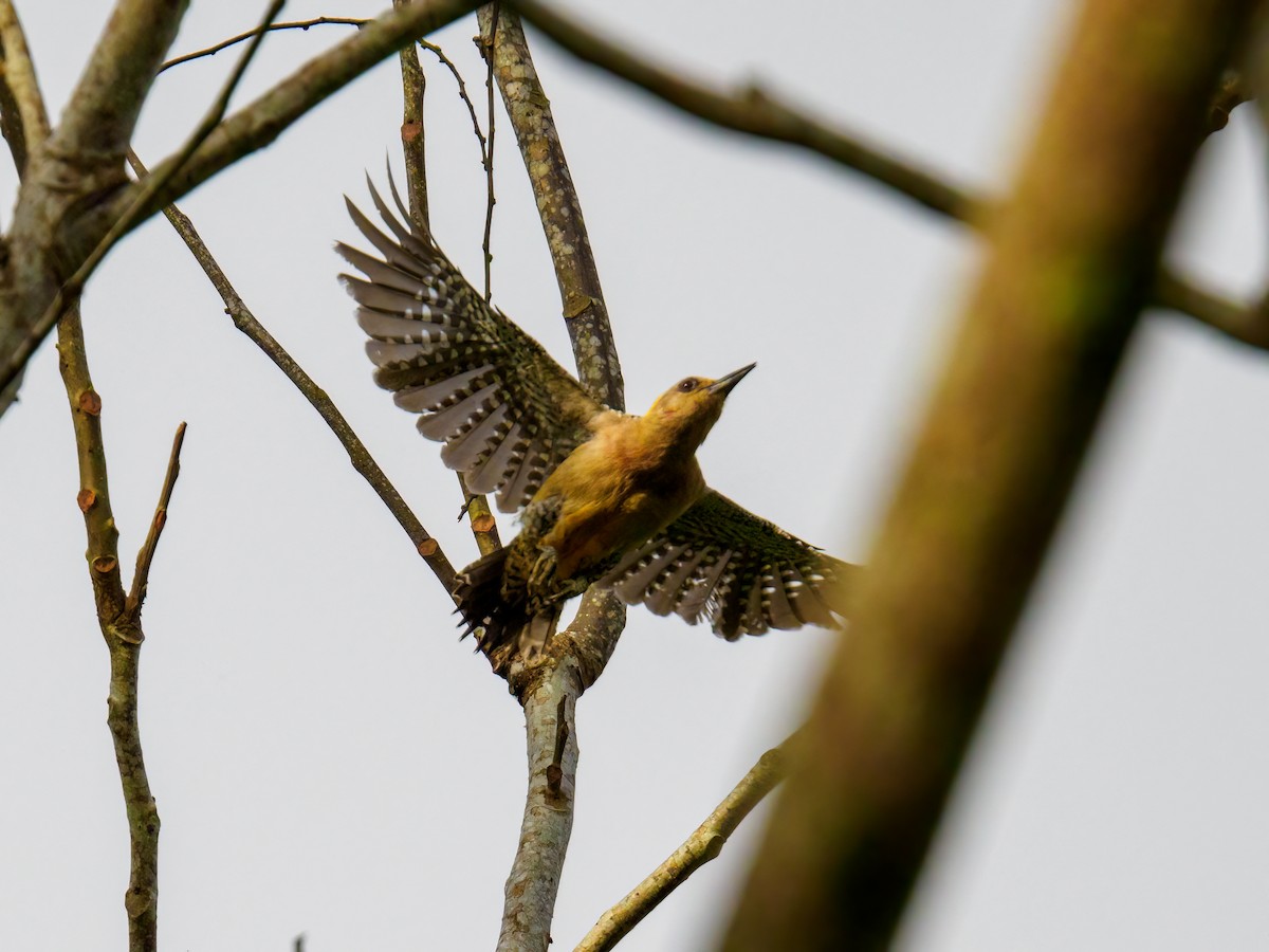 Hoffmann's Woodpecker - Abe Villanueva