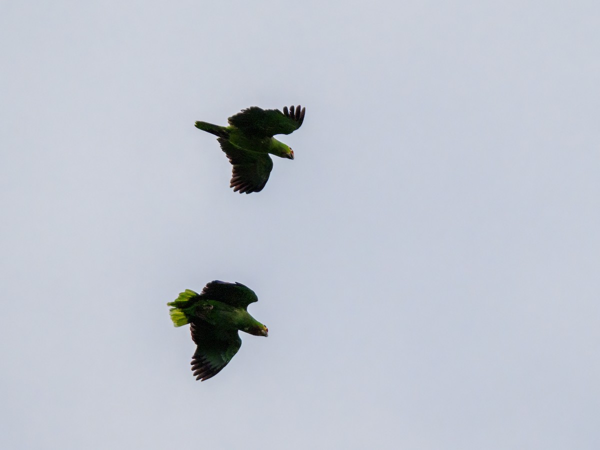 Red-lored Parrot - Abe Villanueva