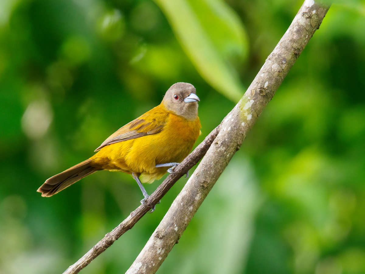 Scarlet-rumped Tanager - Abe Villanueva