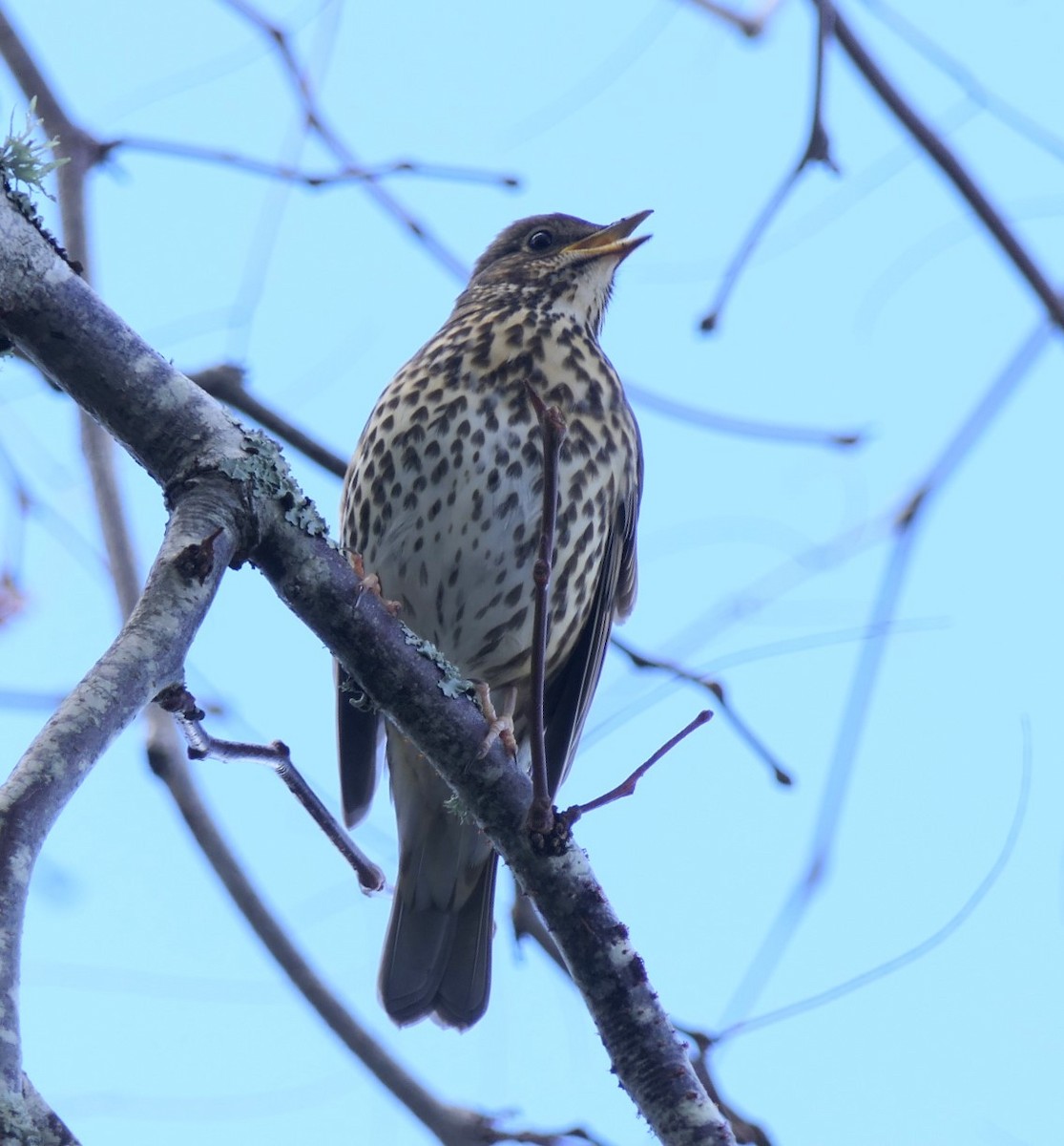 Song Thrush - Jim Kirker