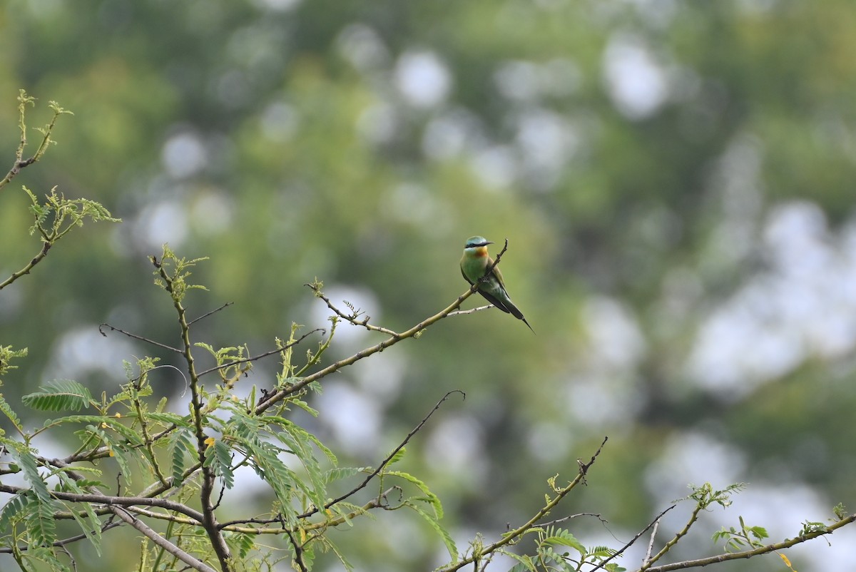 Blue-cheeked Bee-eater - Dinidu Jayathilake