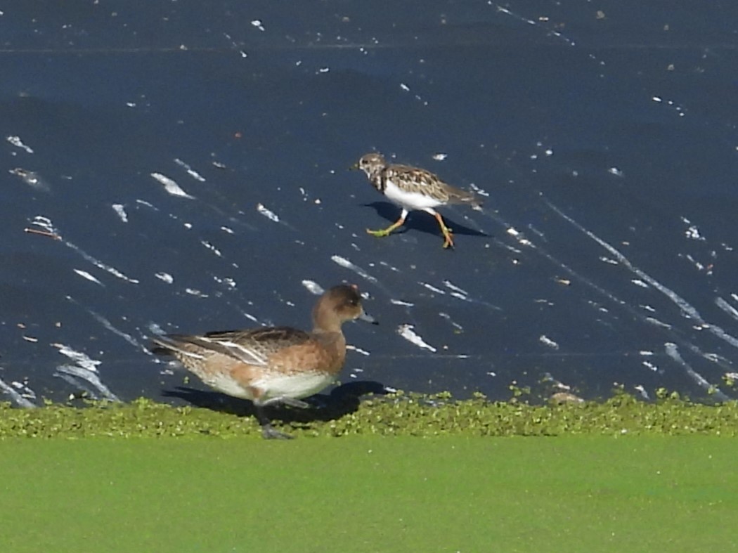 Eurasian Wigeon - ML619515928