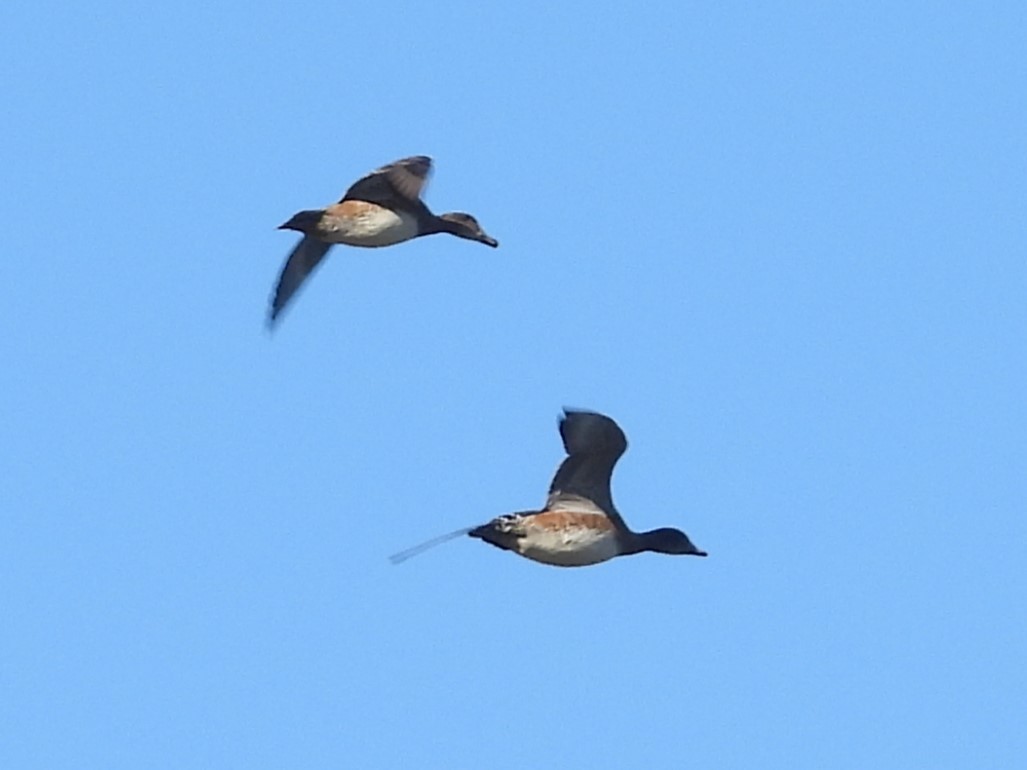 Eurasian Wigeon - ML619515931