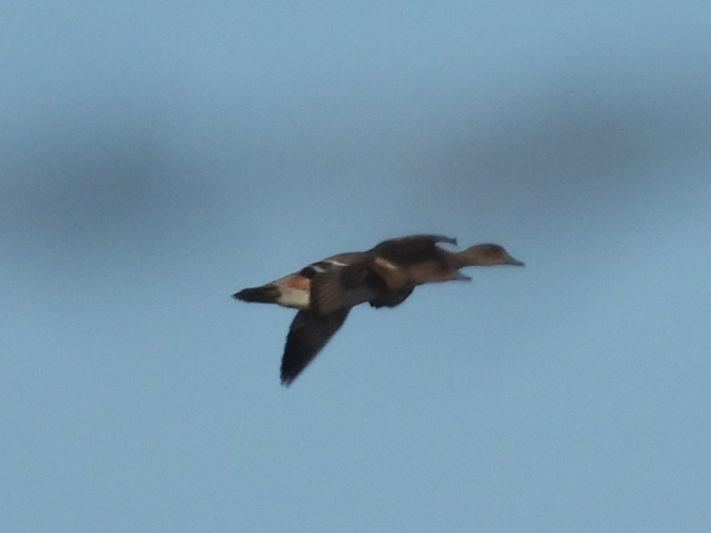 Eurasian Wigeon - ML619515932