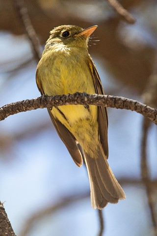 Western Flycatcher - Gary Botello