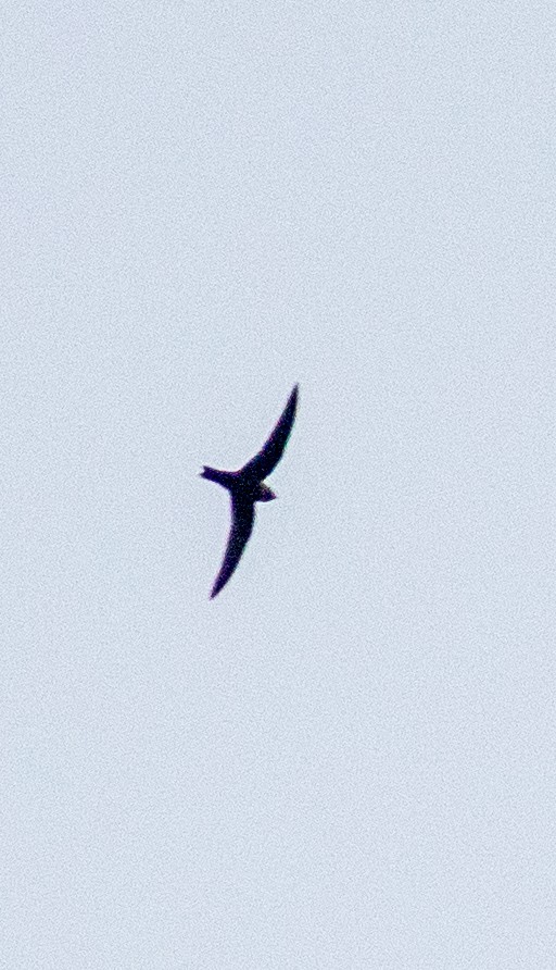 Black Swift - Euclides "Kilo" Campos