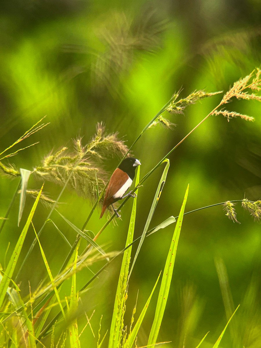 Tricolored Munia - ML619515947