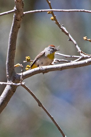 Gelbsteiß-Waldsänger - ML619515951