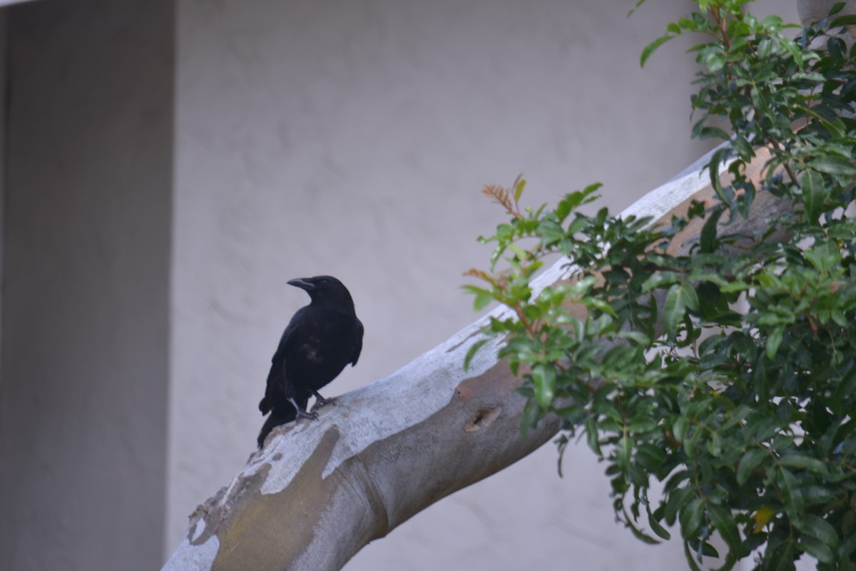 American Crow - Cameron Brody