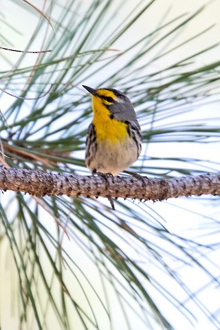 Grace's Warbler - Gary Botello