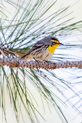 Grace's Warbler - Gary Botello