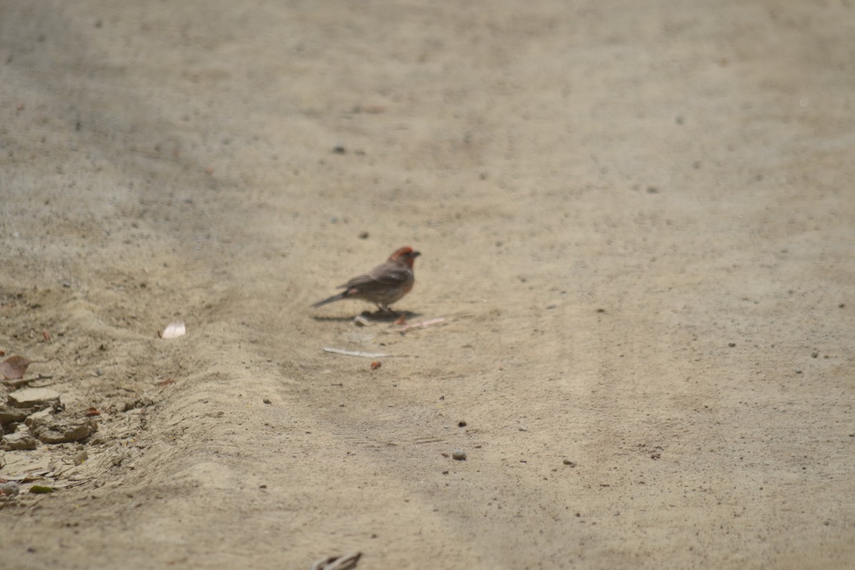 House Finch - Cameron Brody
