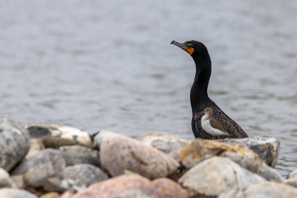 Cormoran à aigrettes - ML619515961