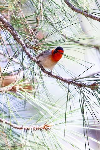 Red-faced Warbler - Gary Botello